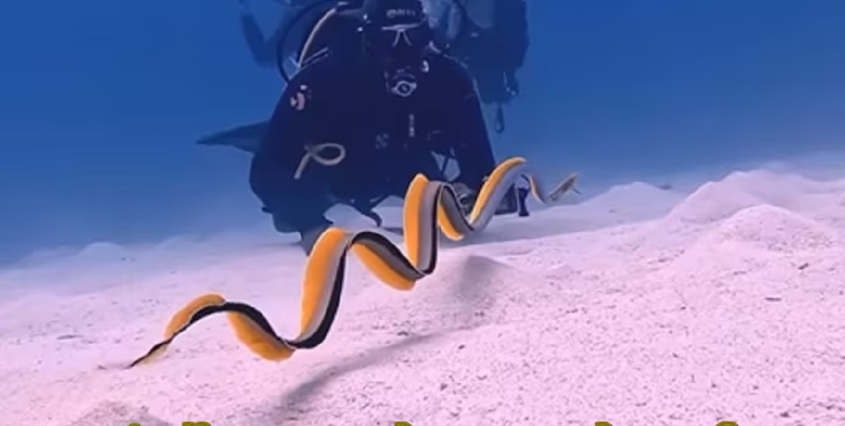 Viral Video