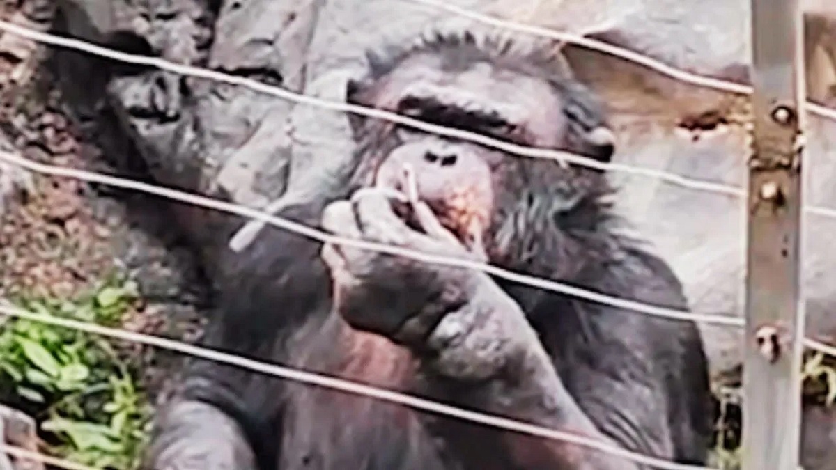 Gorilla Caught Smoking