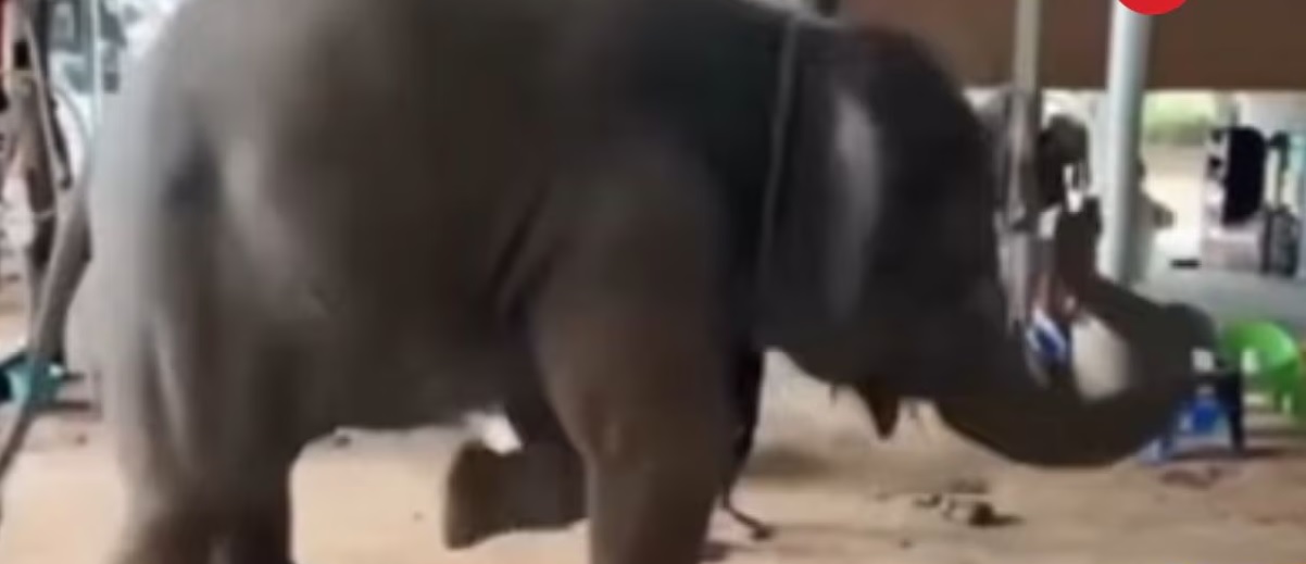Viral Video