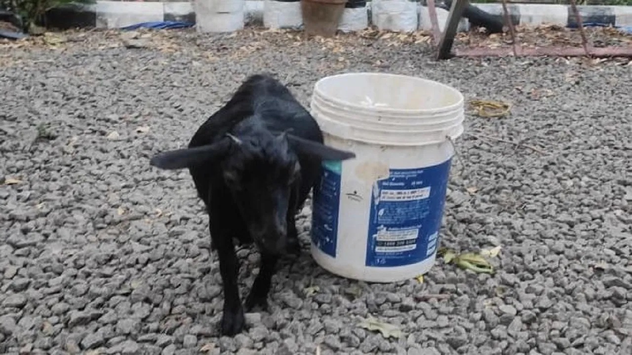 Worlds Smallest Goat