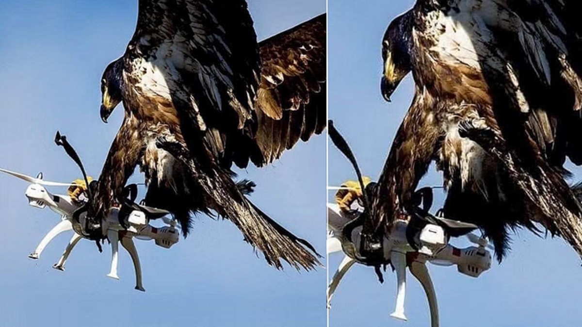 Hawk Made Drone Its Prey