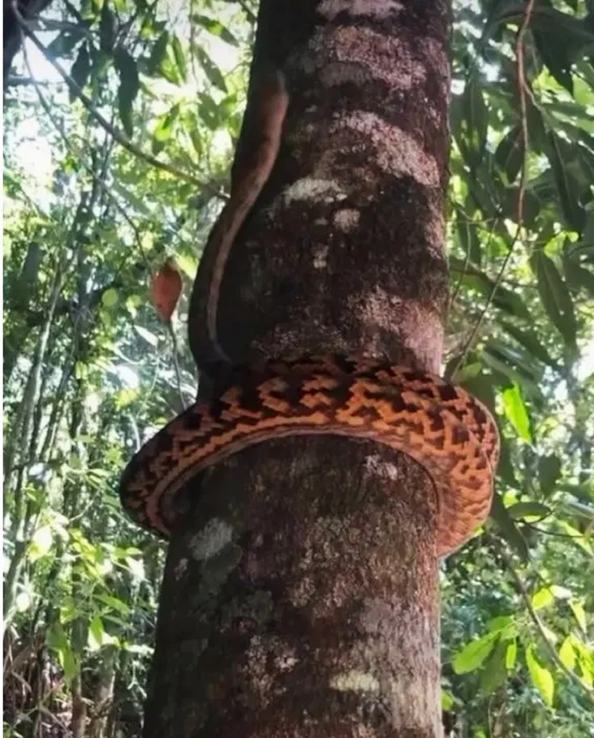 Python Climbing On Tree