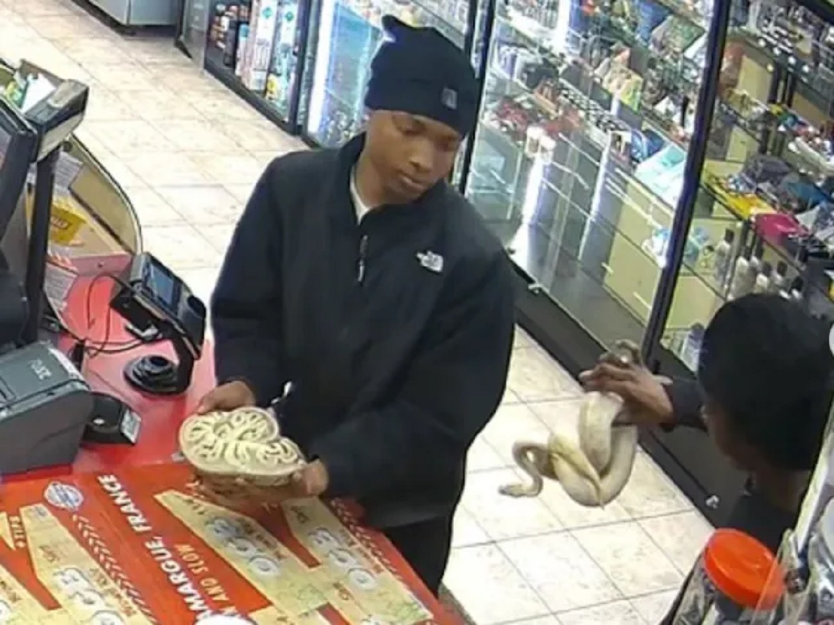 Thieves Showed Python