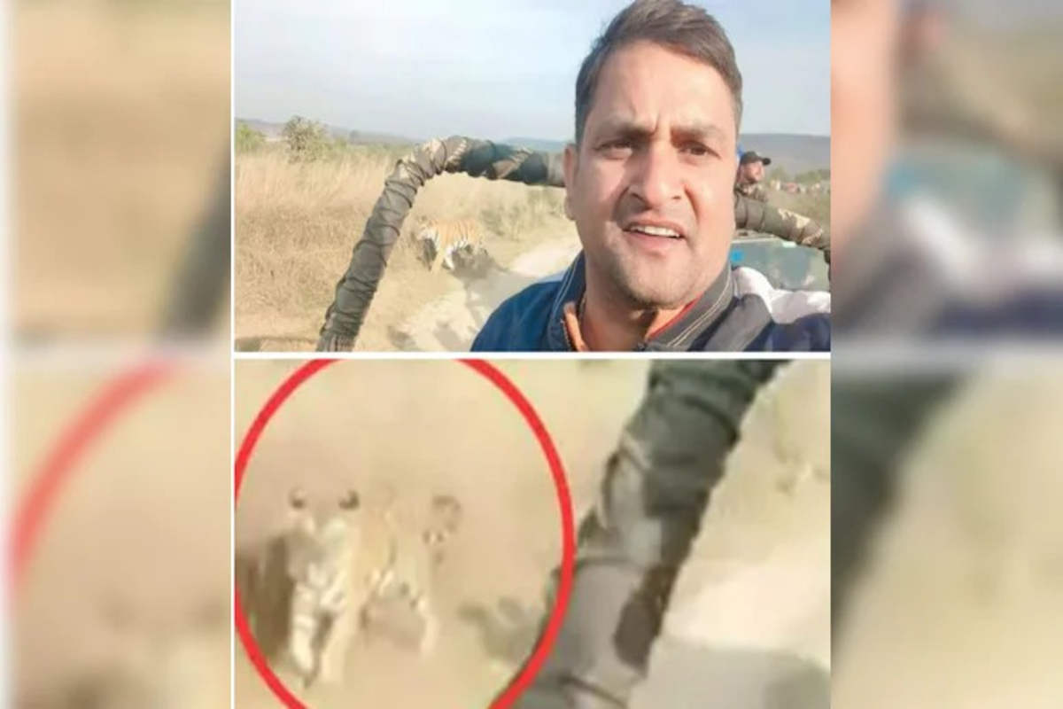 Tiger Viral Video