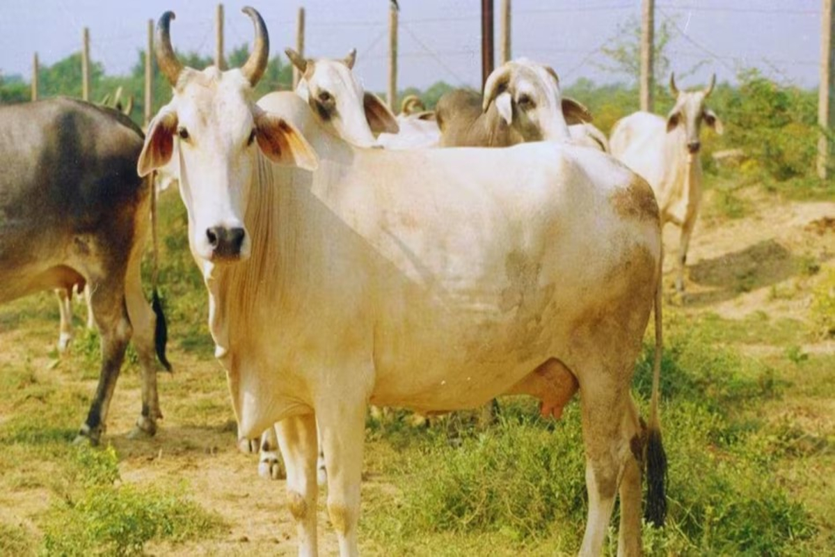 5 Cow Breeds for High Profits