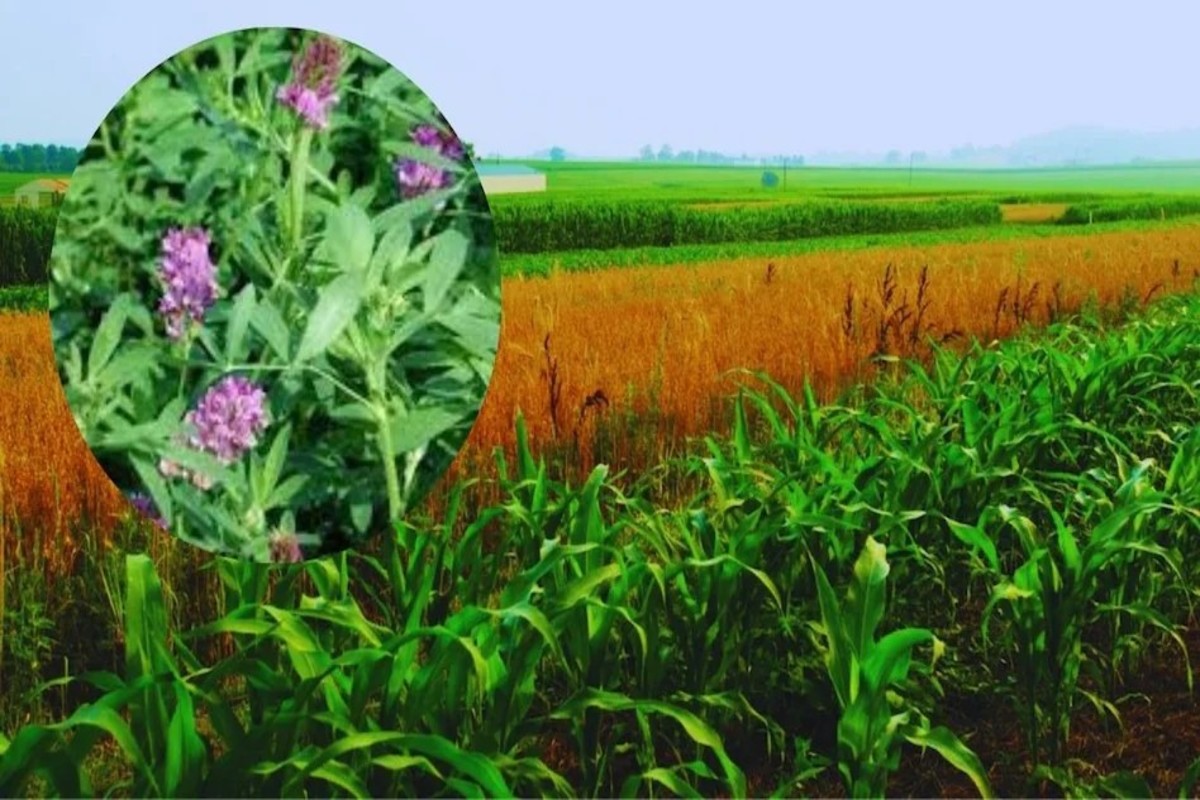 Green Fodder