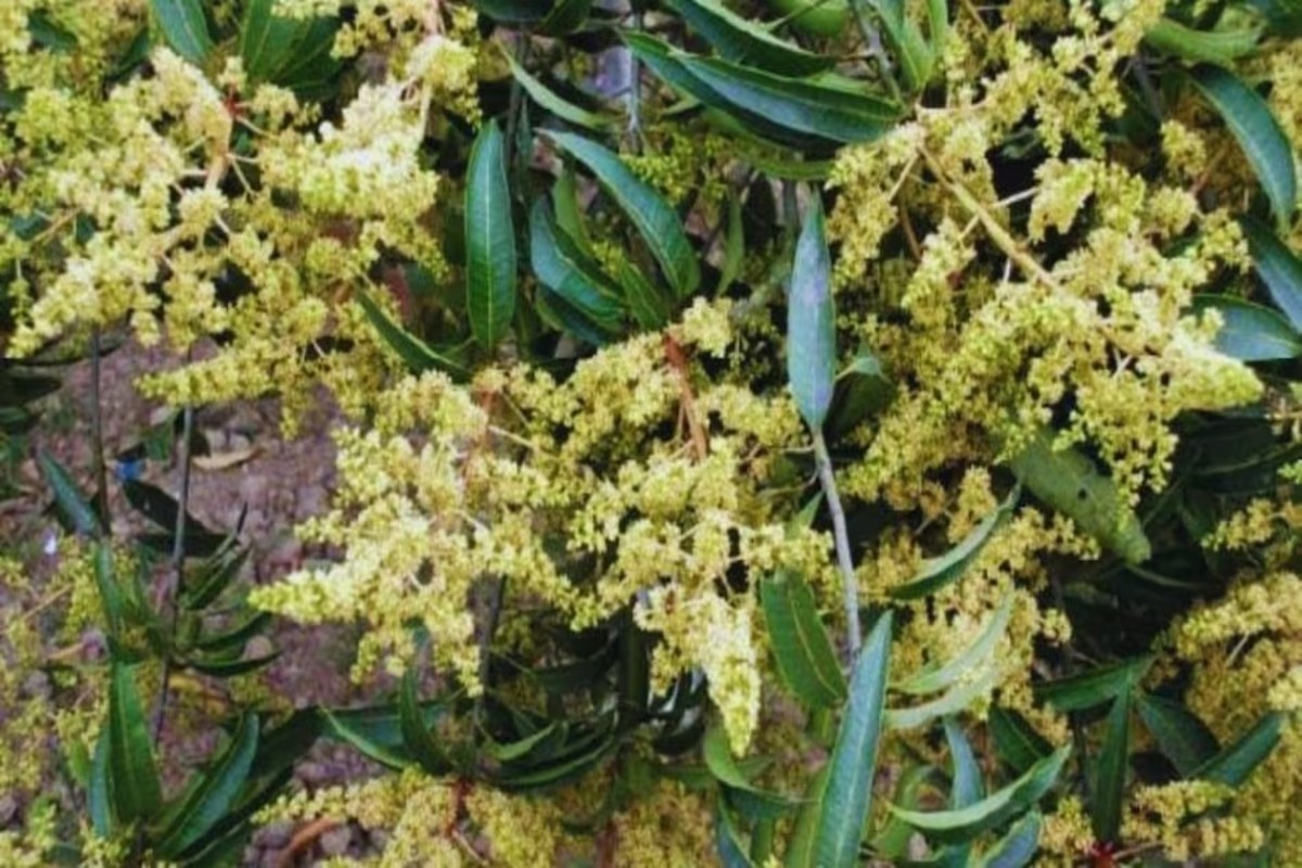 Elimination of mealybug pests