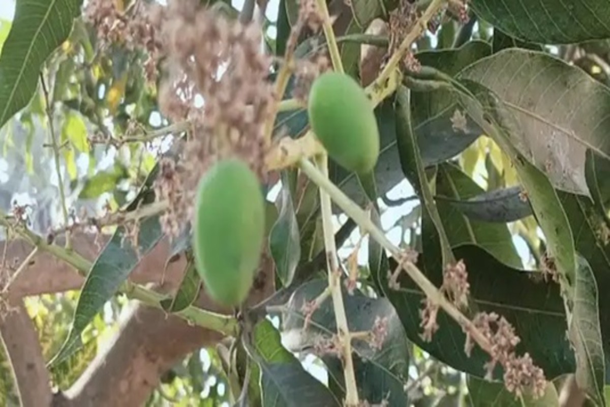 Mango Farming