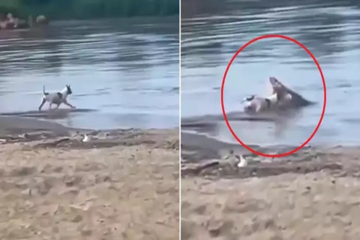 Dog And Crocodile Video