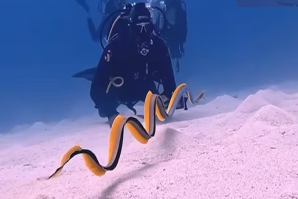 Color Changing Sea Eel