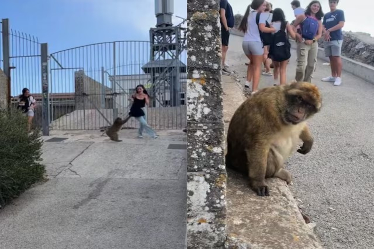 Monkey Chases Girl Video