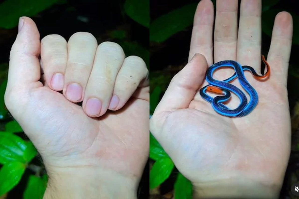 Small Snake Beautiful Or Scary Video