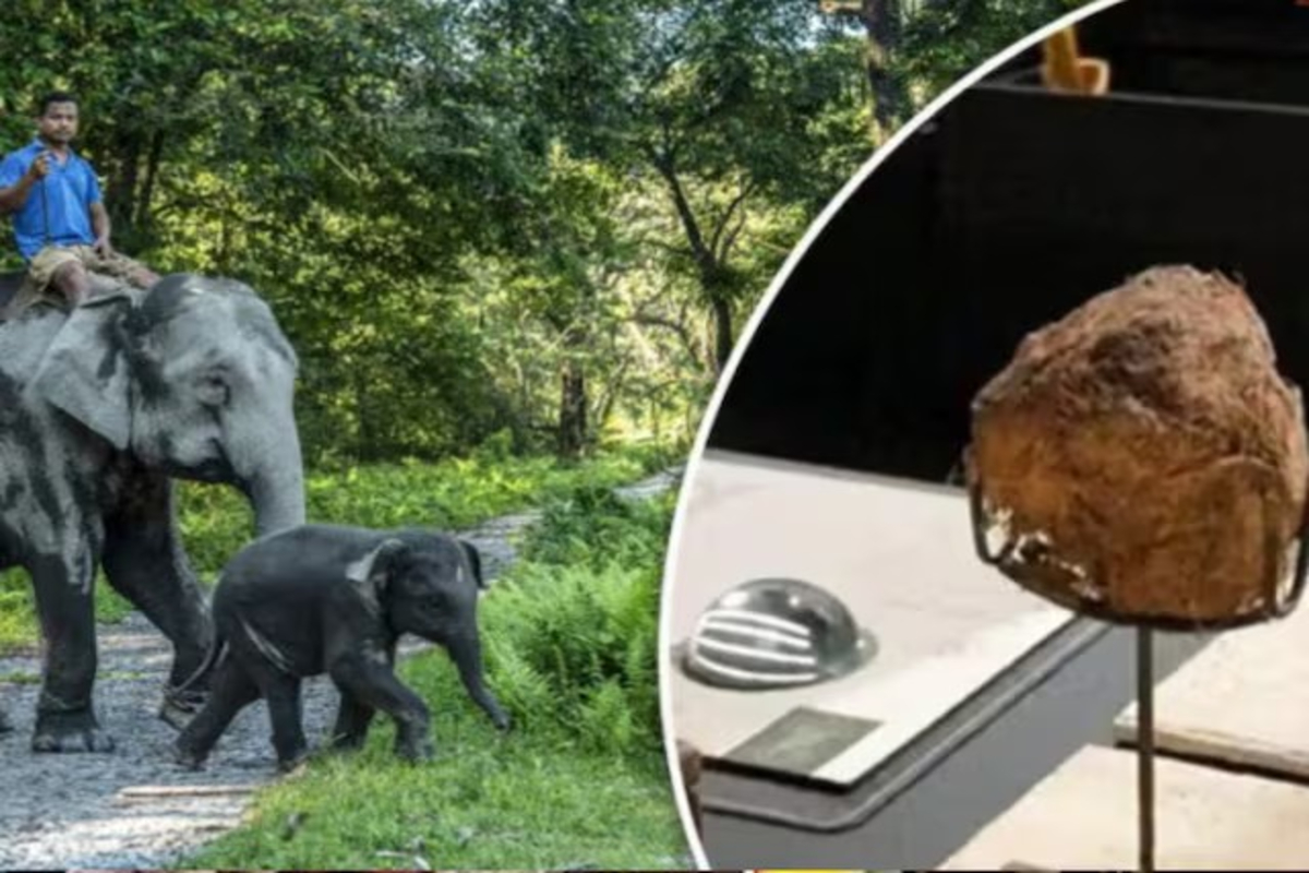 Elephant dung Laddoos