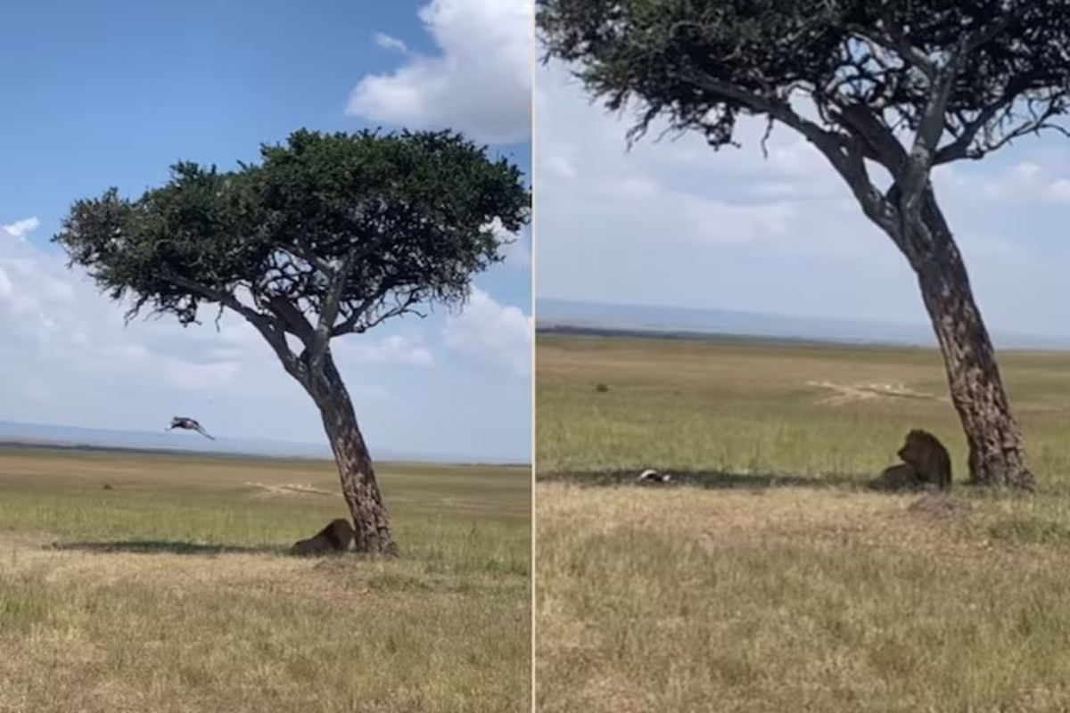 Lion find food under tree viral video