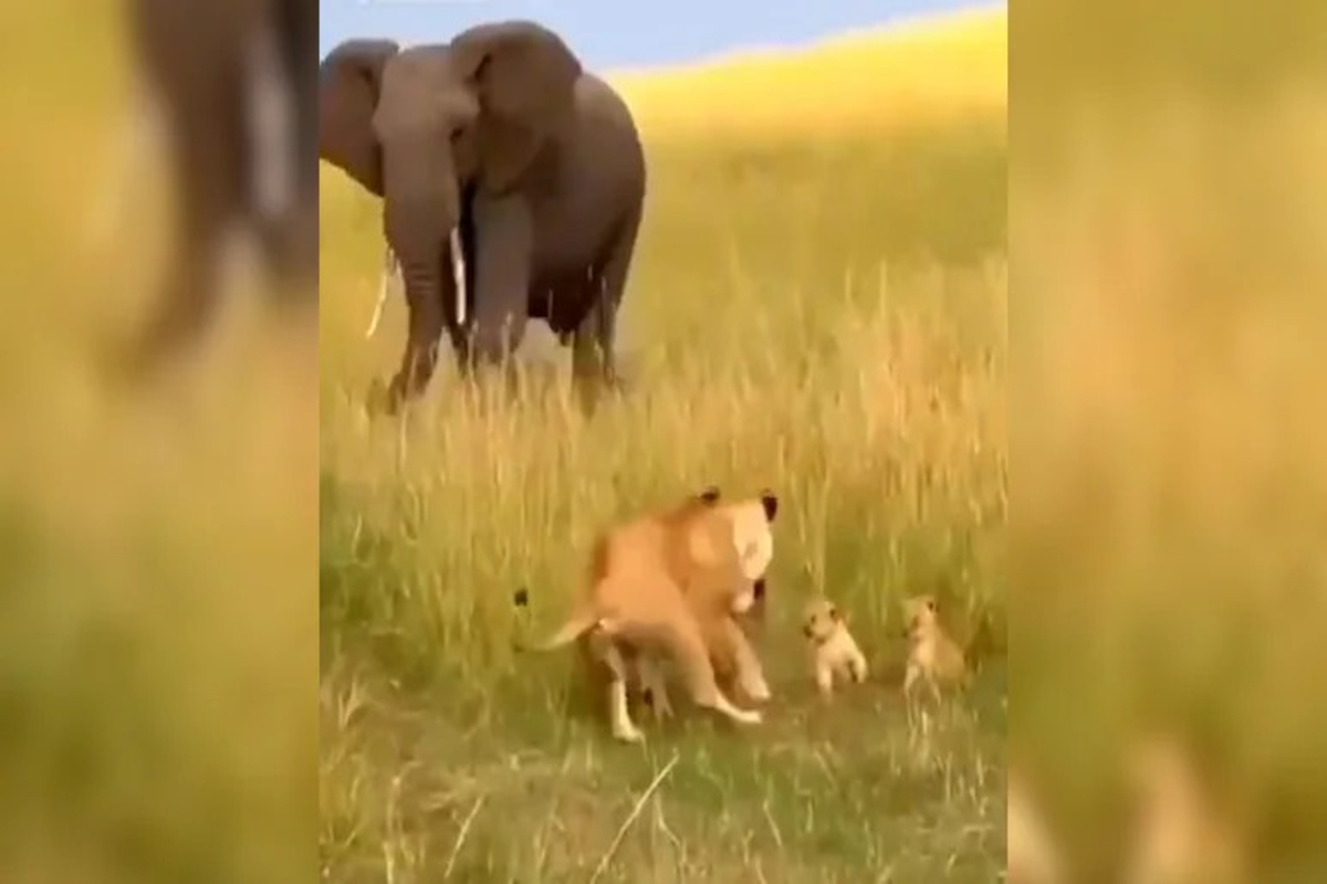 Elephant attacks on lioness Video