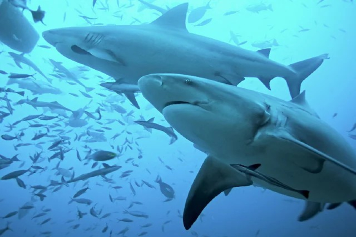 Celebrity Impact on Shark Attacks