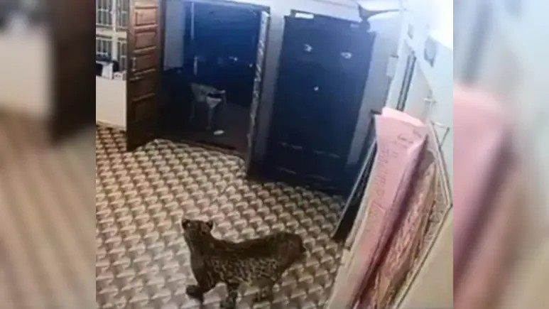 Police Station Leopard Viral Video