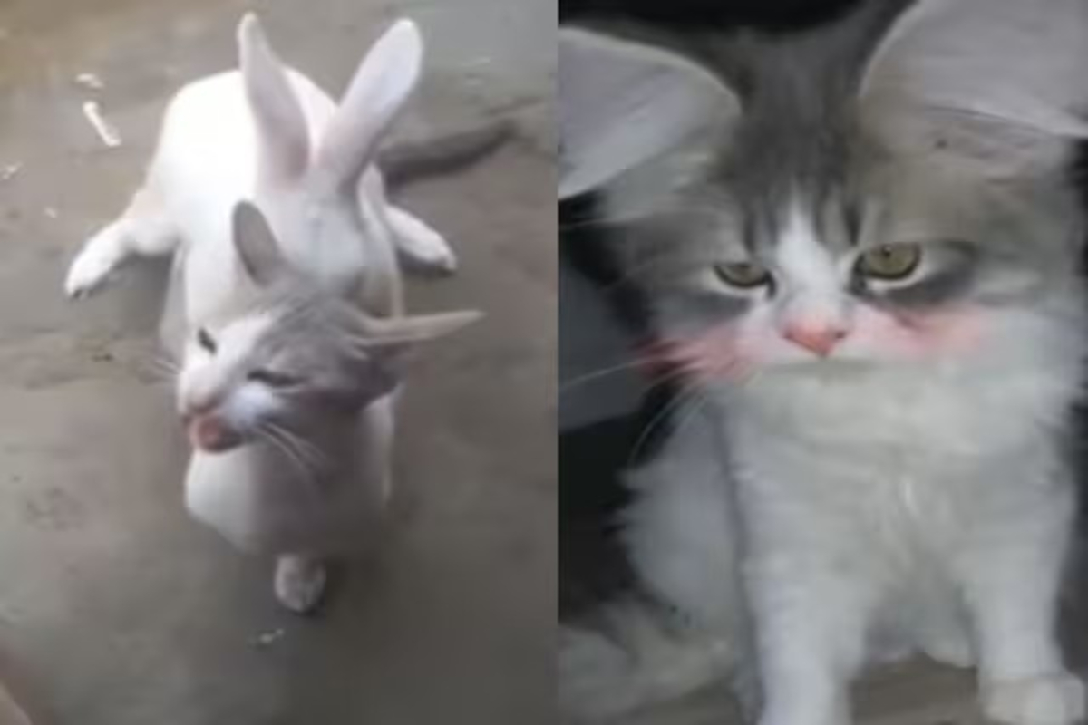 Rabbit Impregnate Cat Video
