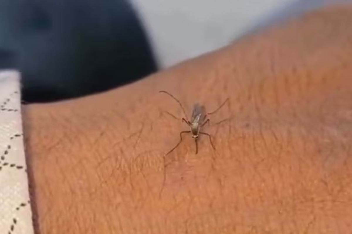 Mosquito bite viral video