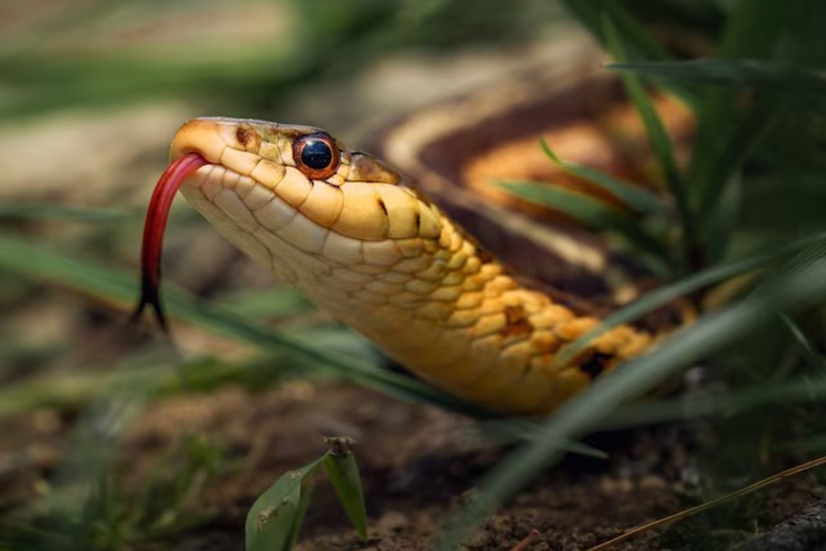Smallest snake in the world