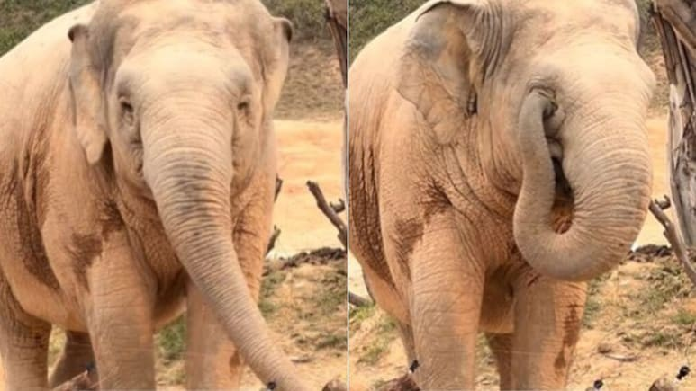 Elephant Cute Viral Video