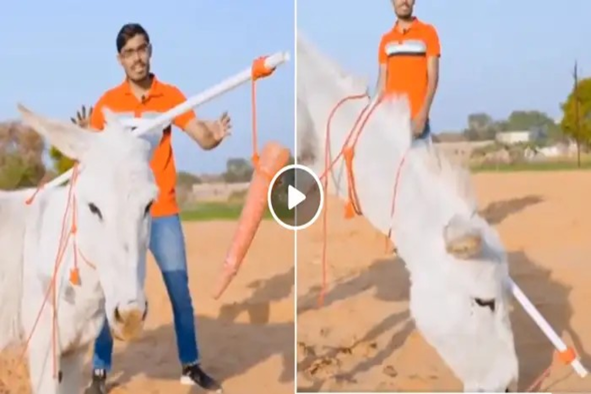 Smart Donkey Wins Video