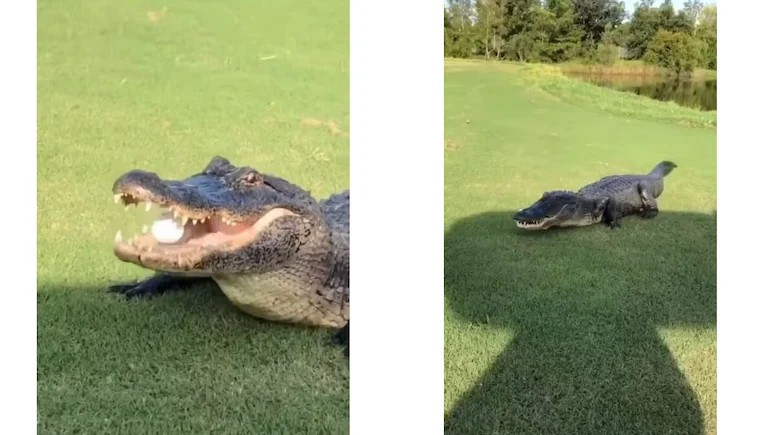 Golf Ball Inside Crocodile Mouth Video