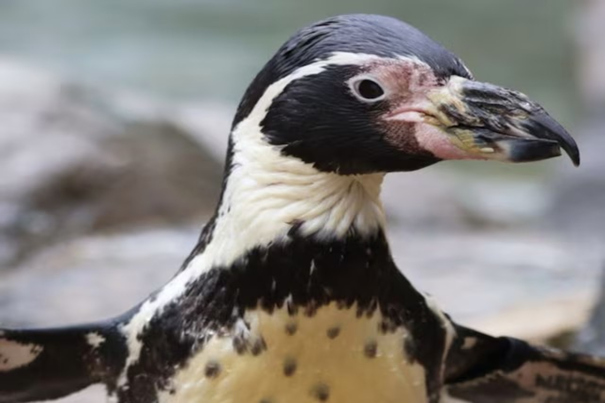 Worlds Oldest living Penguin