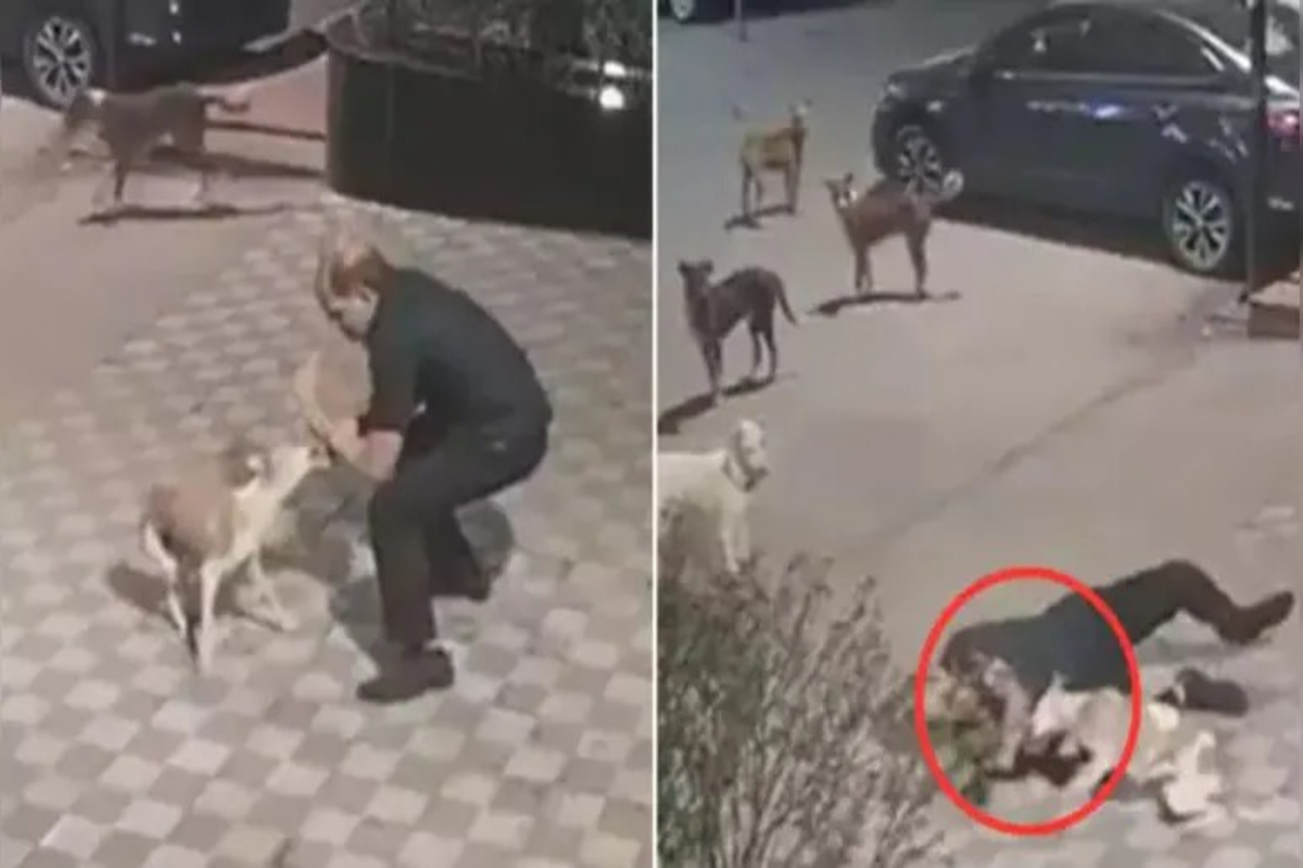Stray Dog attacks Watchman Video