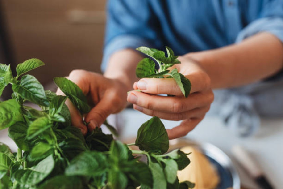Agriculture News