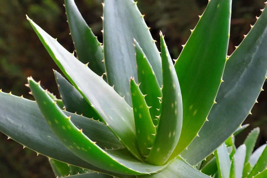 Aloe Vera Benefits