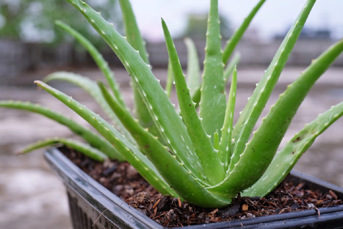 Gardening Tips