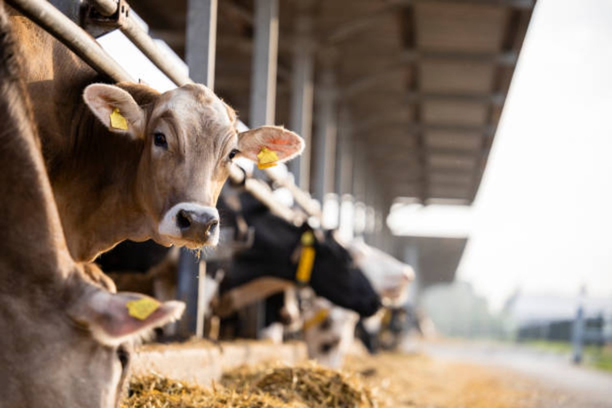 Animal husbandry tips