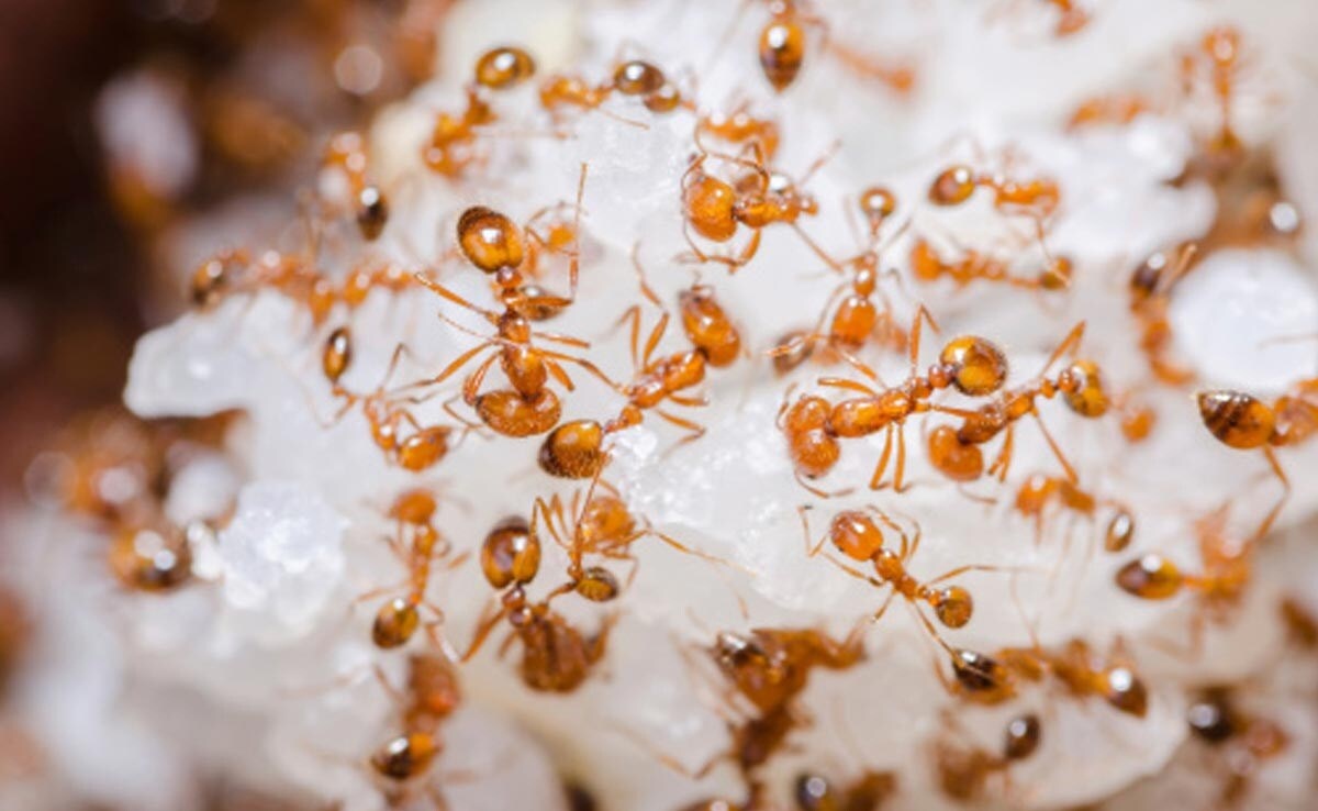 Tips To Get Rid Of Ants