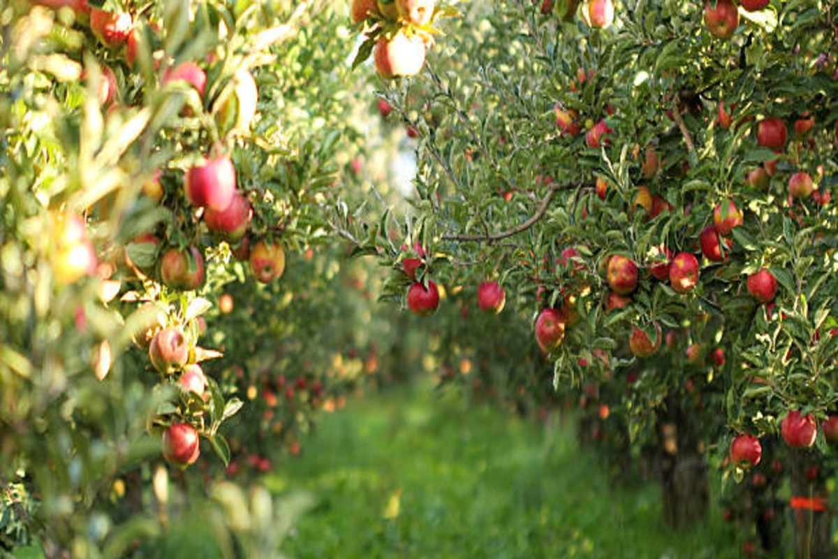 Apple Cultivation