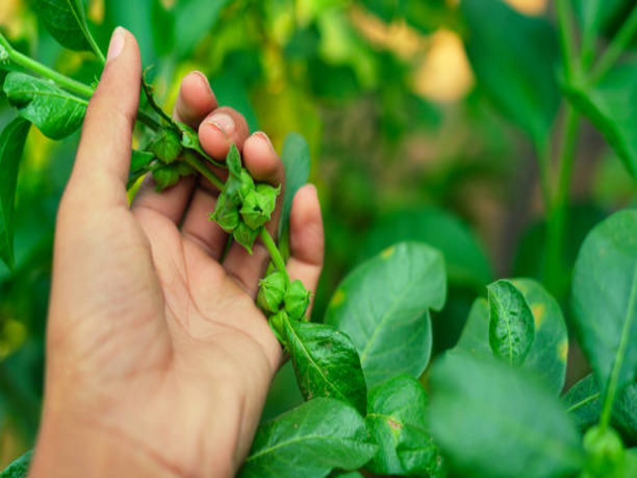 Ashwagandha Farming
