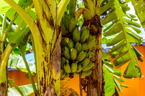 Banana plant pest control