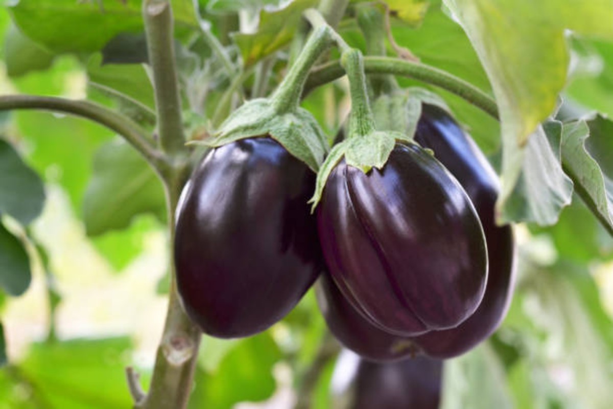 Brinjal Farming