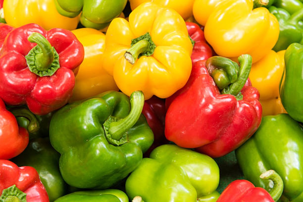 Capsicum cultivation