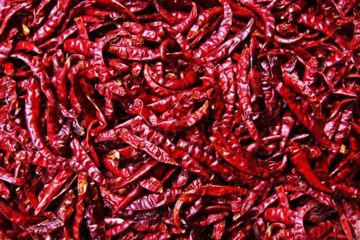 Chilli price drop in Amreli