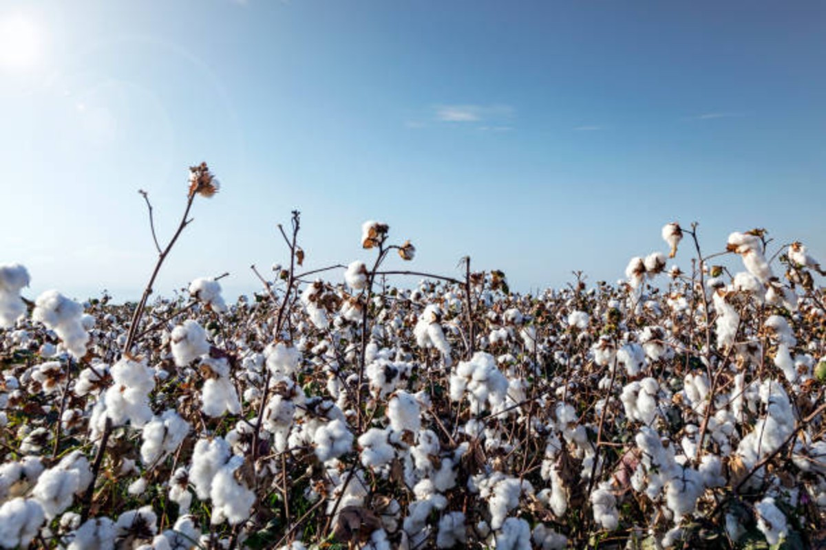 Cotton cultivation Tips