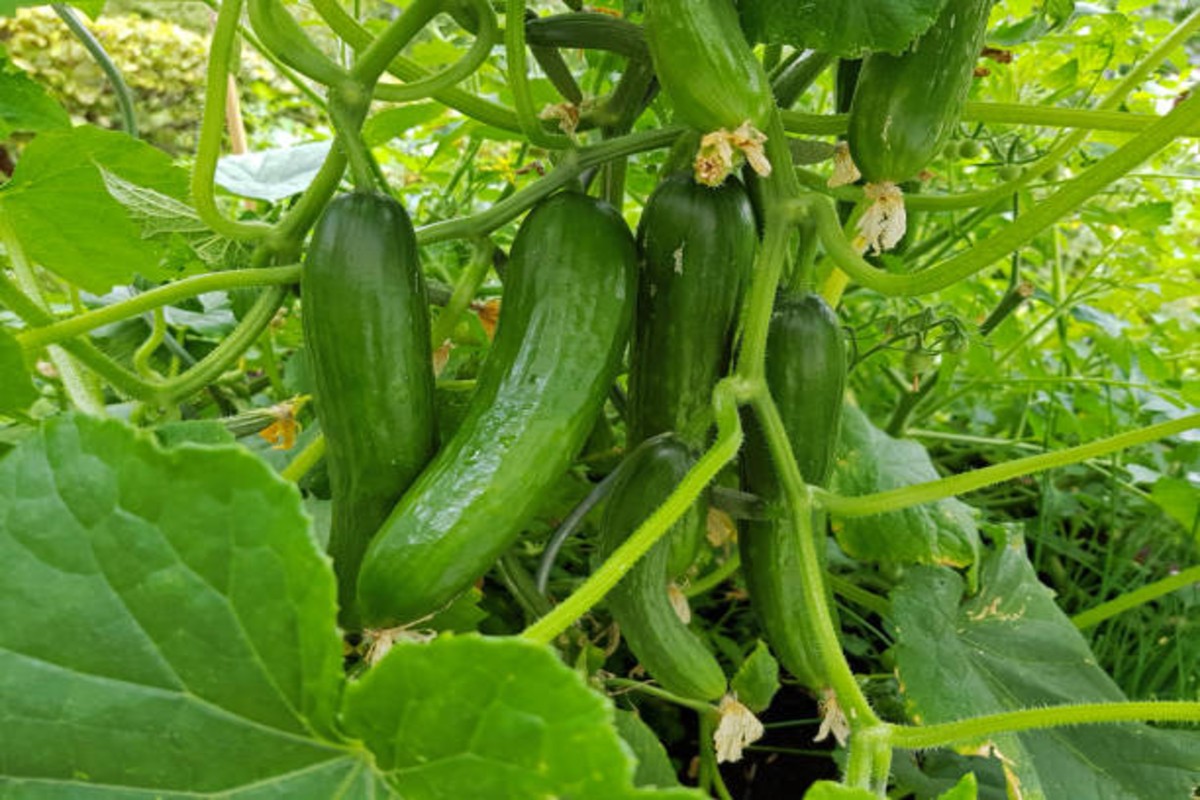 Cucumber Cultivation Success Story 1