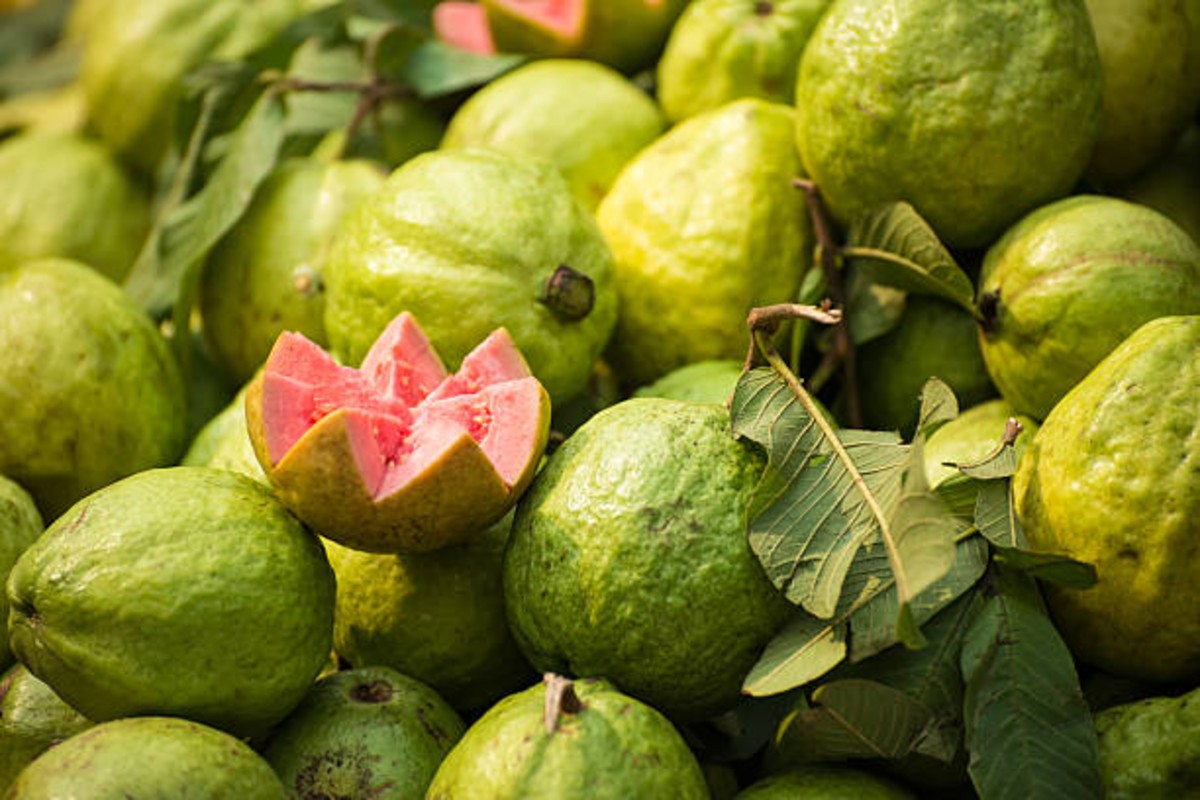 Cultivation of Thai Pink Guava