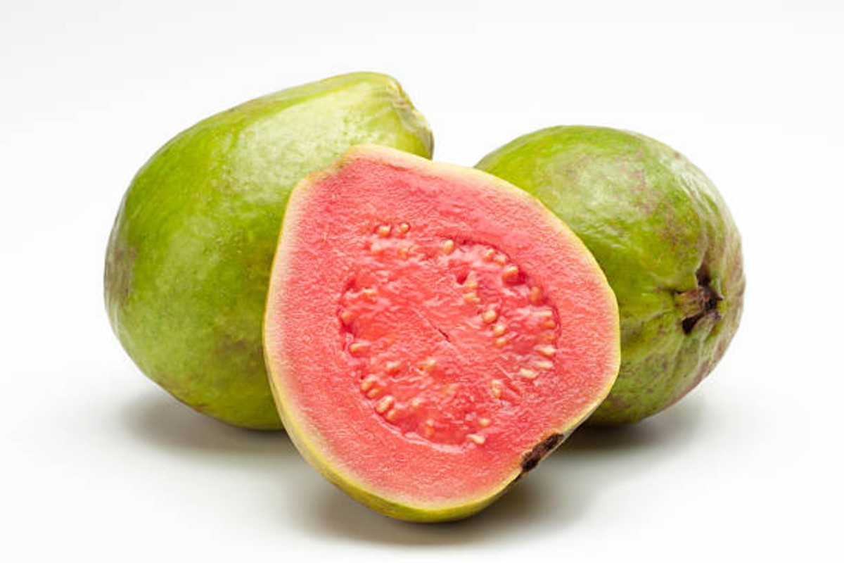 Cultivation Of Thai Pink Guava