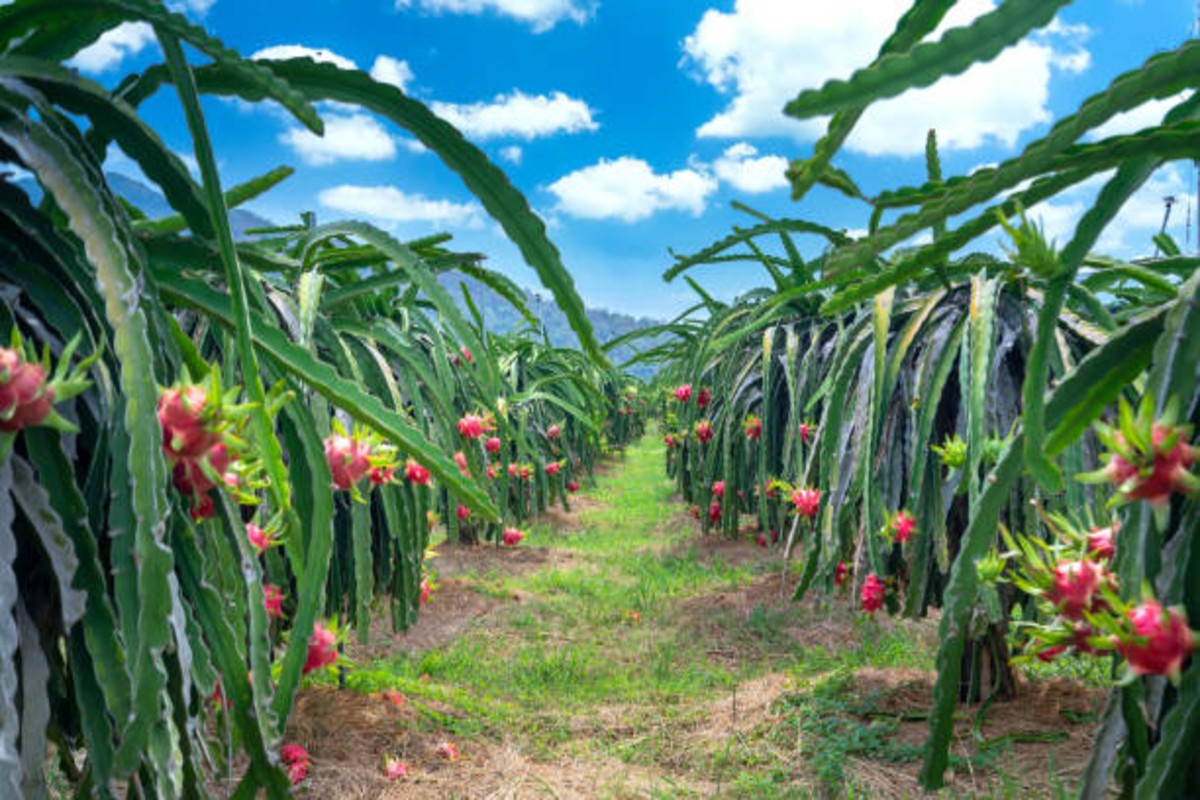 Dragon Fruit Cultivation