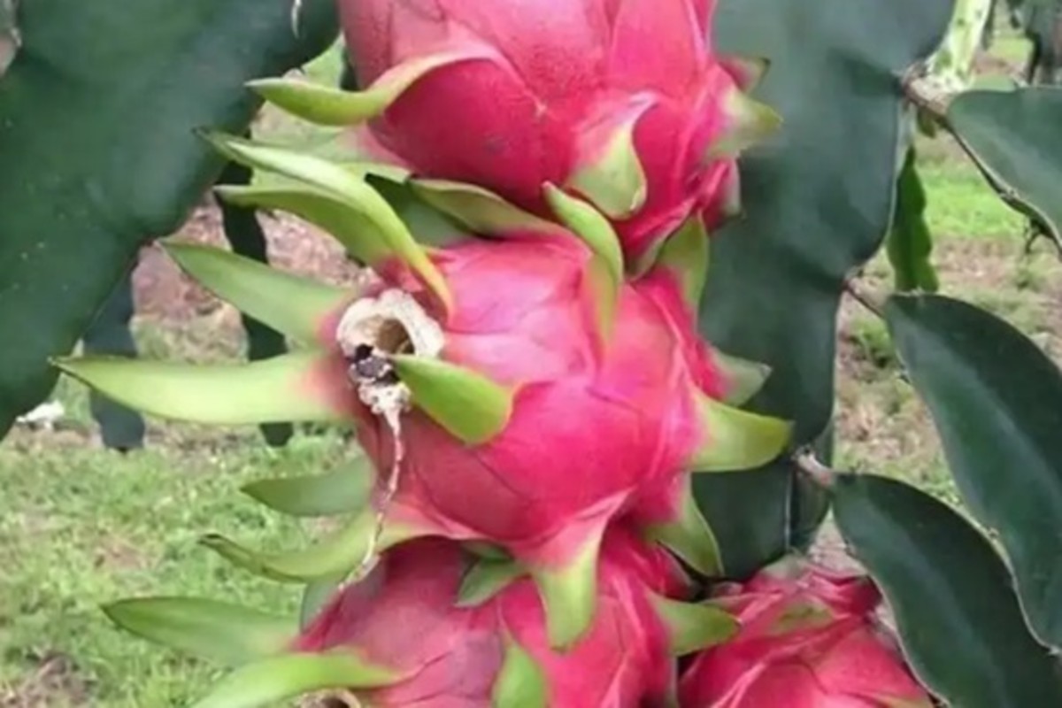 Dragon Fruit Farming