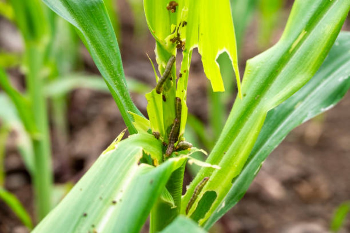 Maize crop pest control