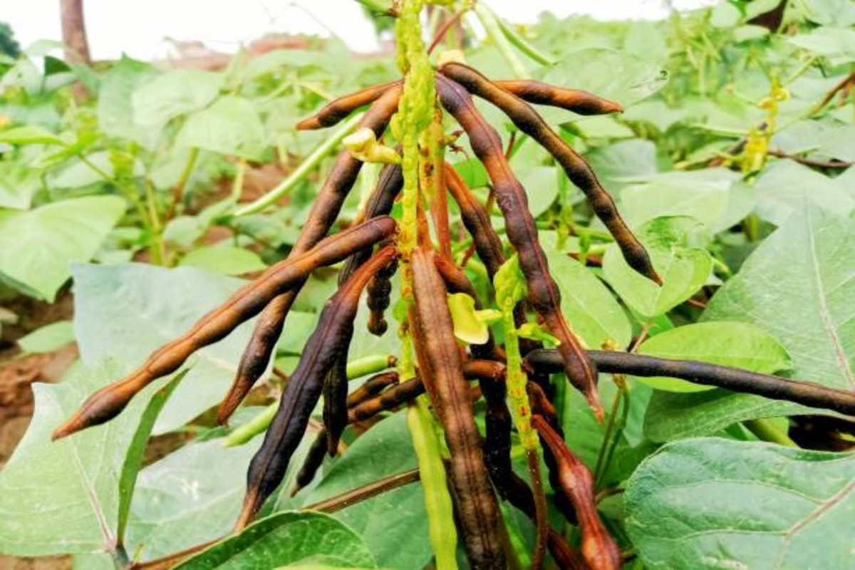 Moong Farming