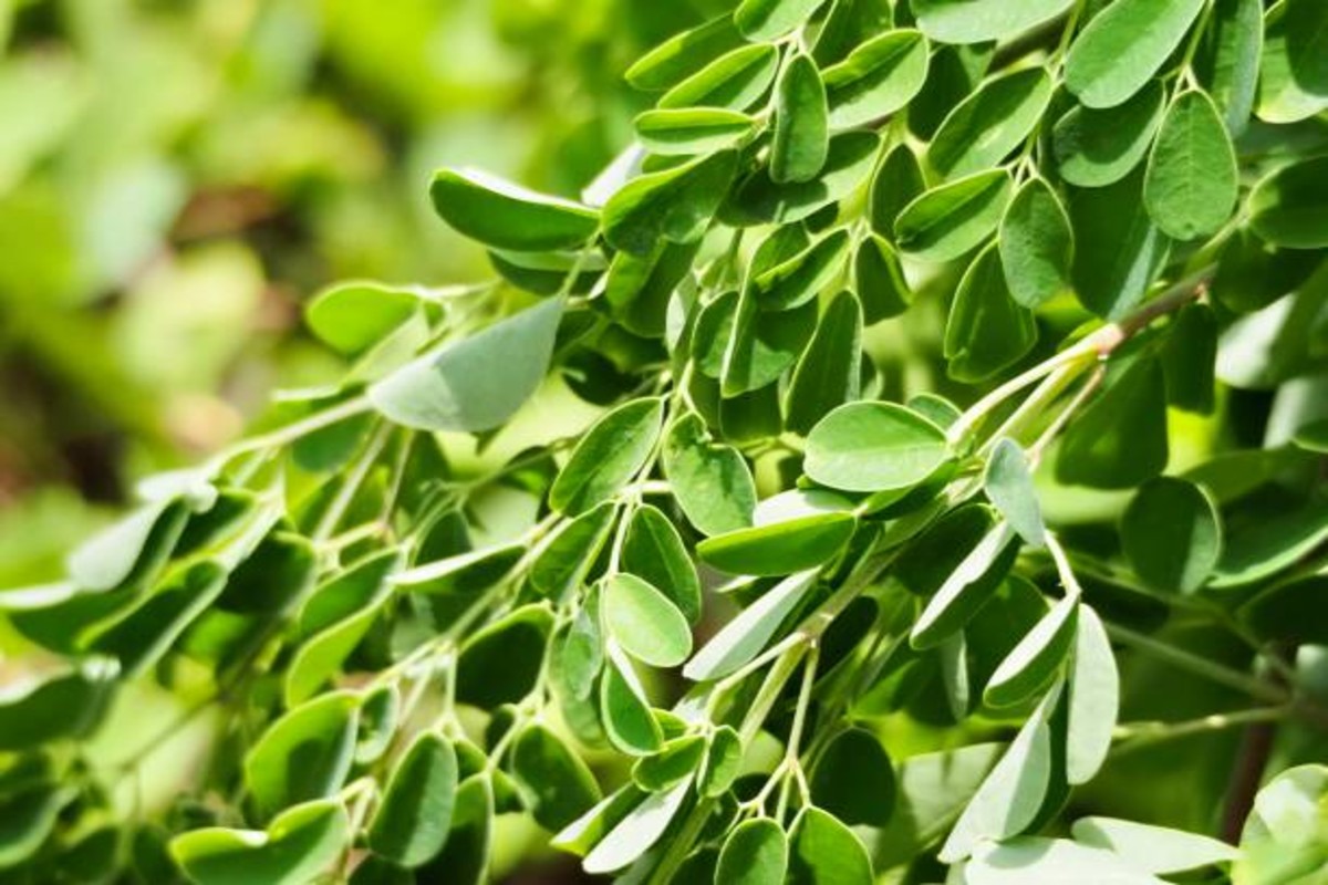 Moringa Farming