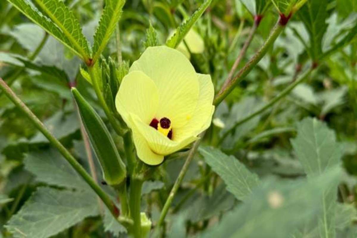 Okra Farming Tips